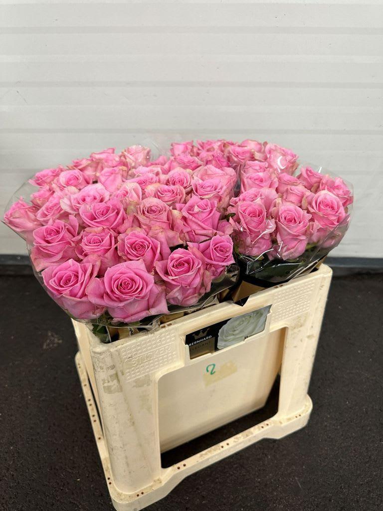 Срезанные цветы оптом Rosa large sweet sixteen от 40шт из Голландии с доставкой по России