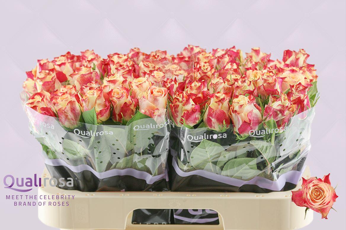 Срезанные цветы оптом Rosa large chapeau от 60шт из Голландии с доставкой по России