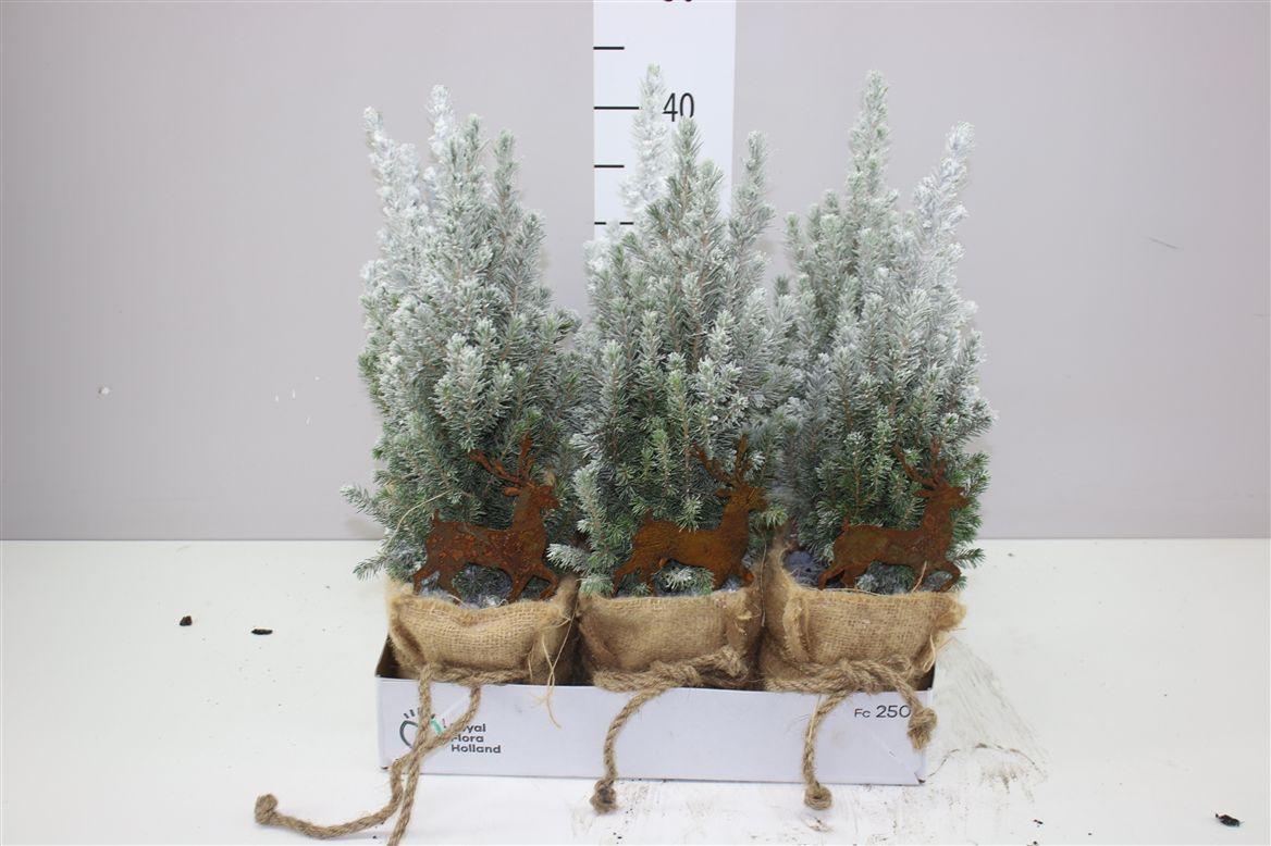 Горшечные цветы и растения оптом Picea Gl Perfecta Snow Jute Potcover Decosteker от 6шт из Голландии с доставкой по России