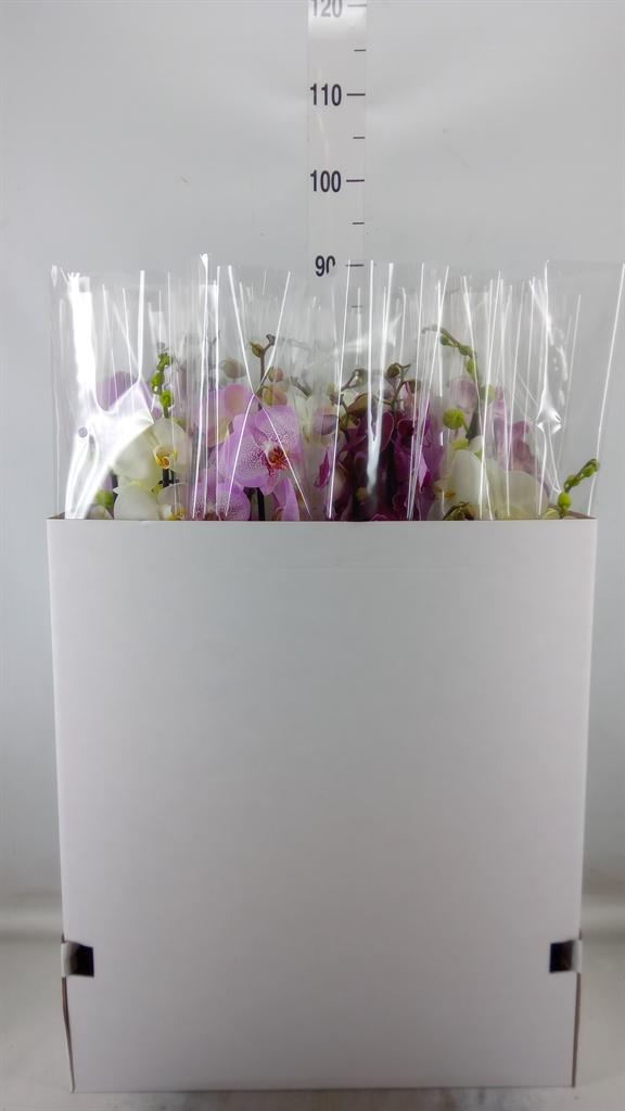 Горшечные цветы и растения оптом Phalaenopsis   ...mix от 12шт из Голландии с доставкой по России