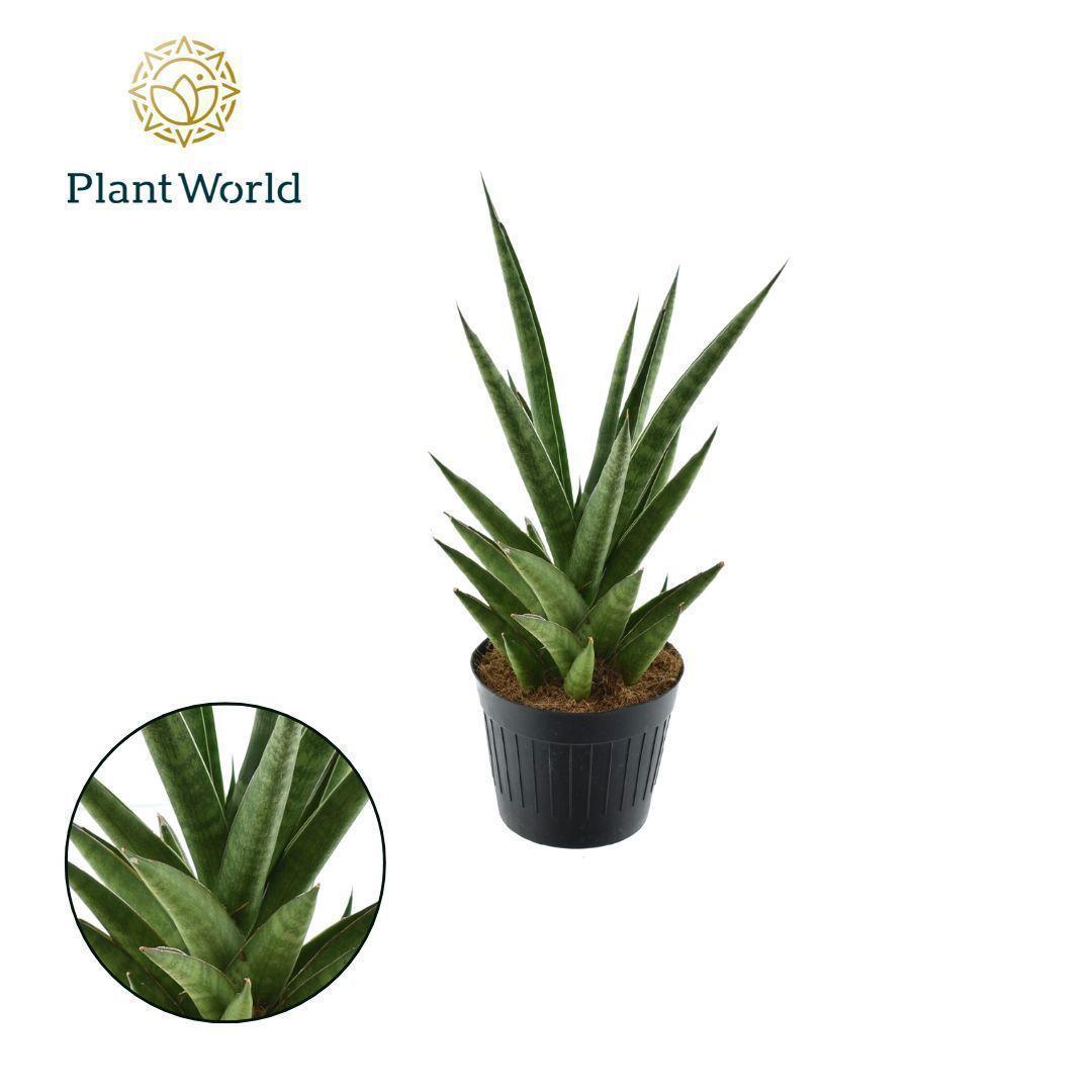 Горшечные цветы и растения оптом Sansevieria Dancing Queen от 11шт из Голландии с доставкой по России