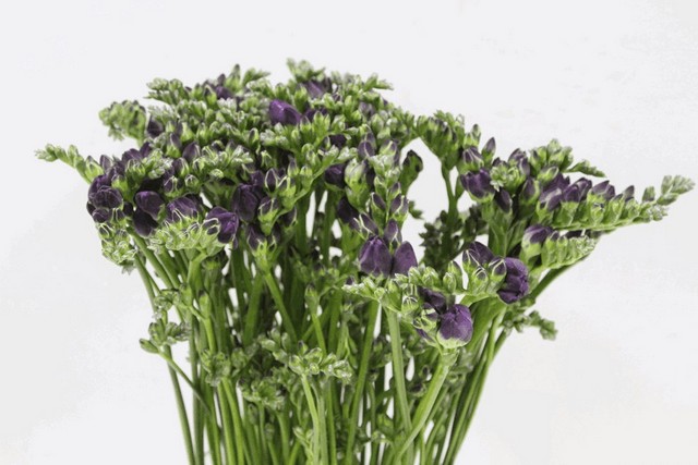 Срезанные цветы оптом Freesia do blue bayou от 100шт из Голландии с доставкой по России