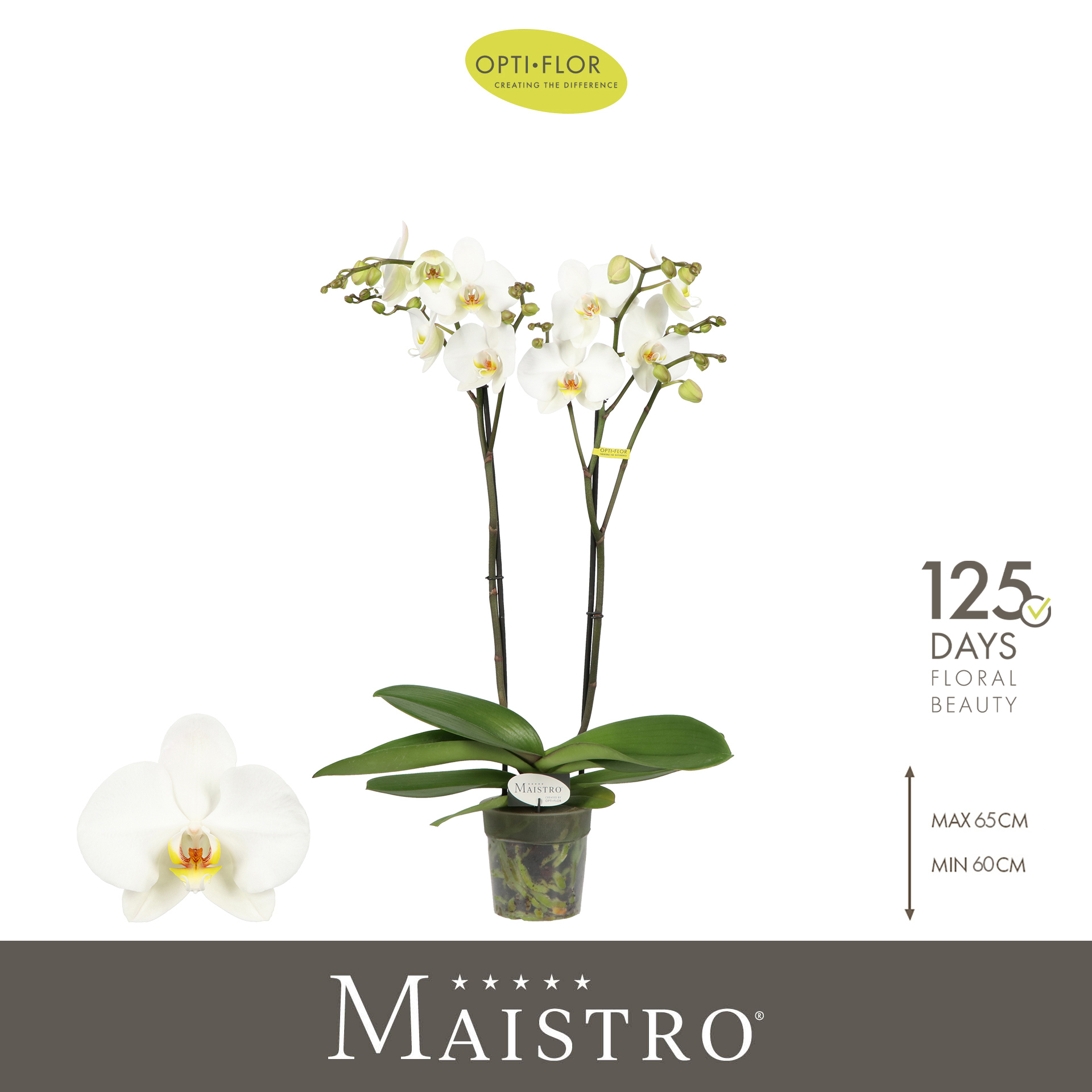 Горшечные цветы и растения оптом Phal 2st Maistro Beethoven (opti) от 6шт из Голландии с доставкой по России