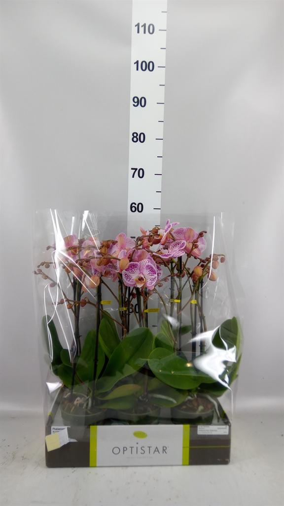 Горшечные цветы и растения оптом Phalaenopsis ... от 6шт из Голландии с доставкой по России