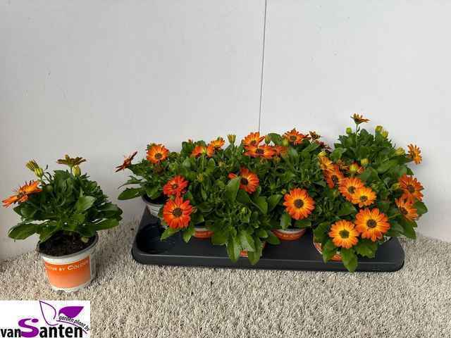 Горшечные цветы и растения оптом Osteo Ma Oran Flare от 12шт из Голландии с доставкой по России