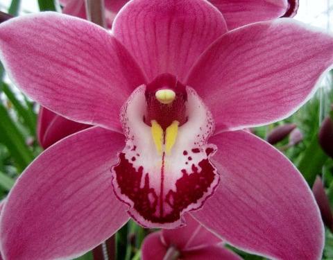Срезанные цветы оптом Cymbidium pink may monique princess от 10шт. из Голландии с доставкой по России