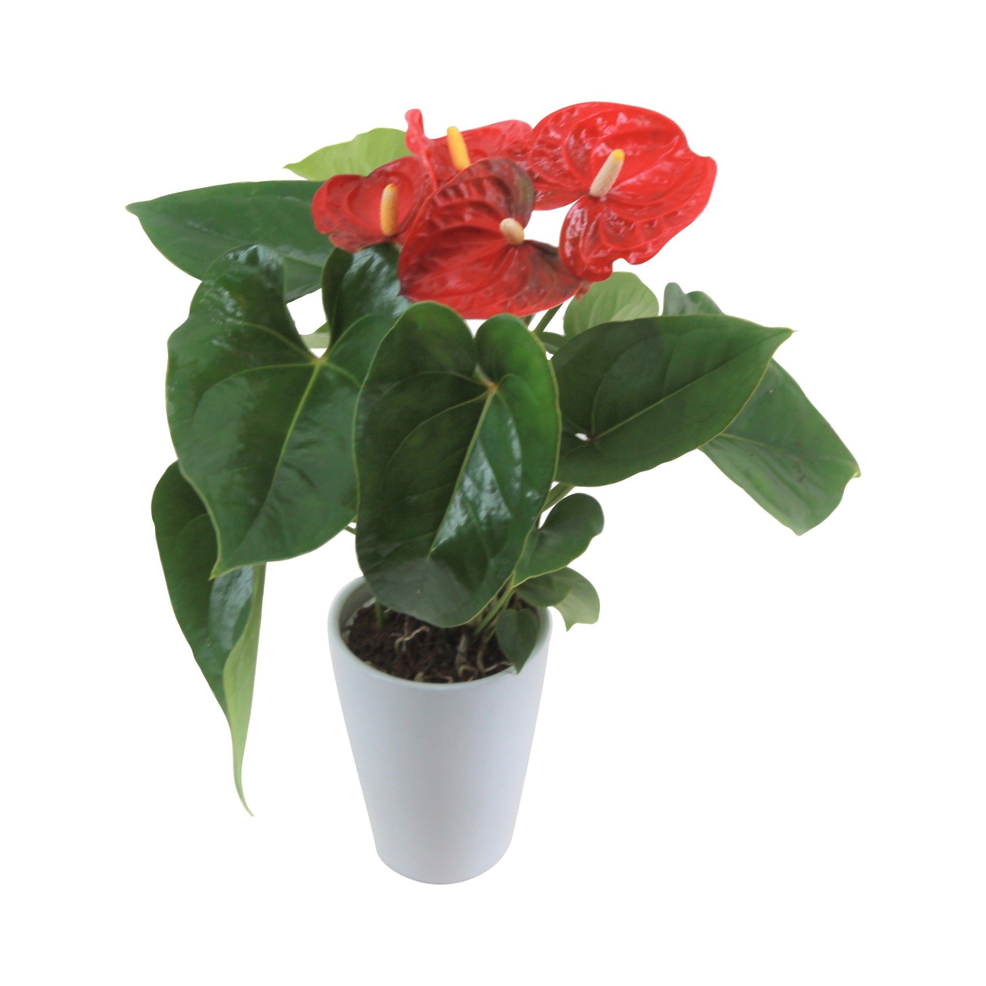 Горшечные цветы и растения оптом Anth An Jambo Red 3+ Ceramic от 12шт (для телеги) из Голландии с доставкой по России