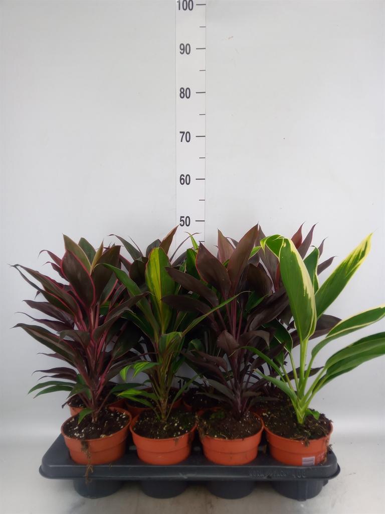 Горшечные цветы и растения оптом Cordyline   ...mix от 8шт из Голландии с доставкой по России