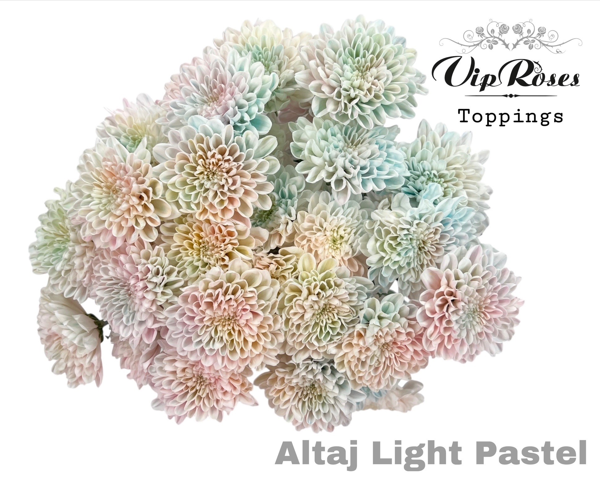 Срезанные цветы оптом Chrys sp paint altaj light pastel от 20шт из Голландии с доставкой по России