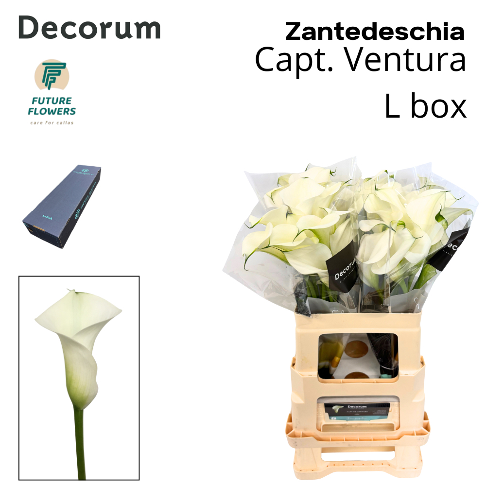 Срезанные цветы оптом Zantedeschia captain ventura от 160шт из Голландии с доставкой по России