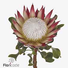 Срезанные цветы оптом Protea cynaroides clare от 10шт. из Голландии с доставкой по России