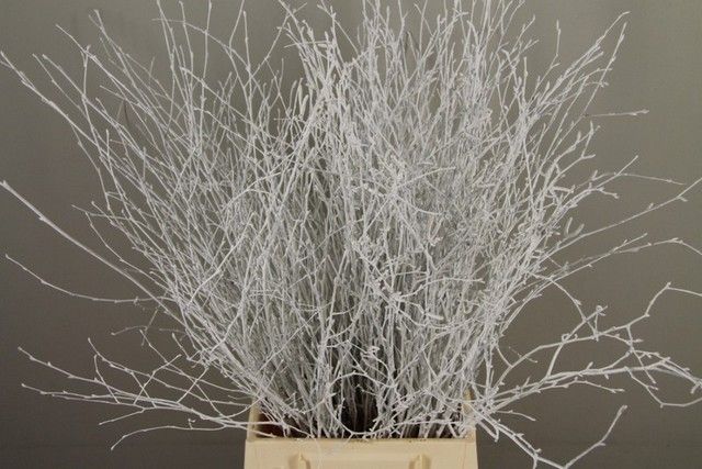 Срезанные цветы оптом Betula paint white от 20шт из Голландии с доставкой по России