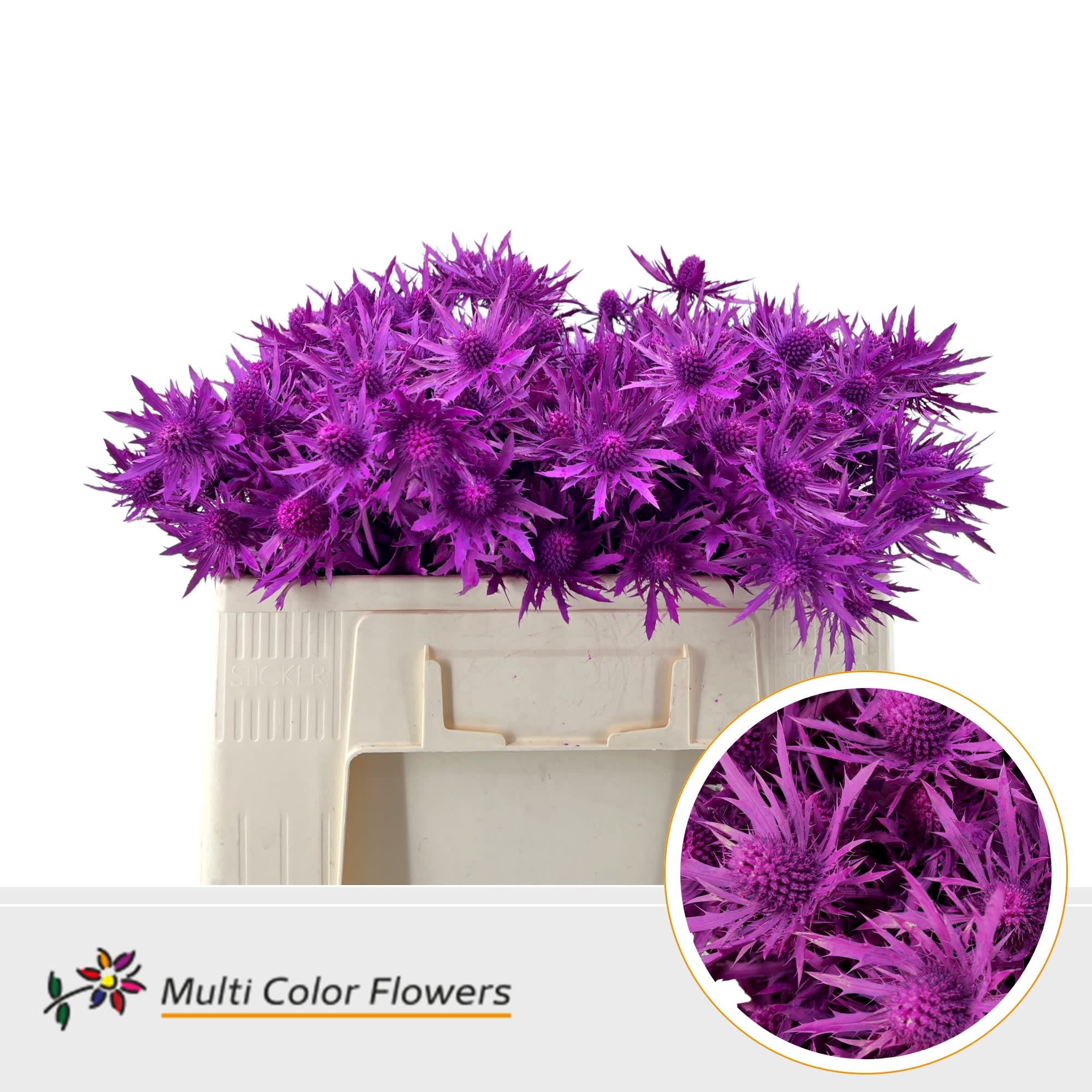 Срезанные цветы оптом Eryngium paint cerise от 60шт из Голландии с доставкой по России