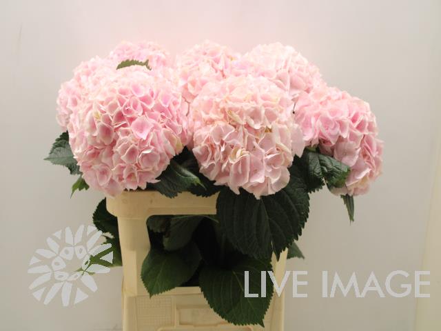 Срезанные цветы оптом Hydrangea my beautiful pink touch от 10шт.... из Голландии с доставкой по России