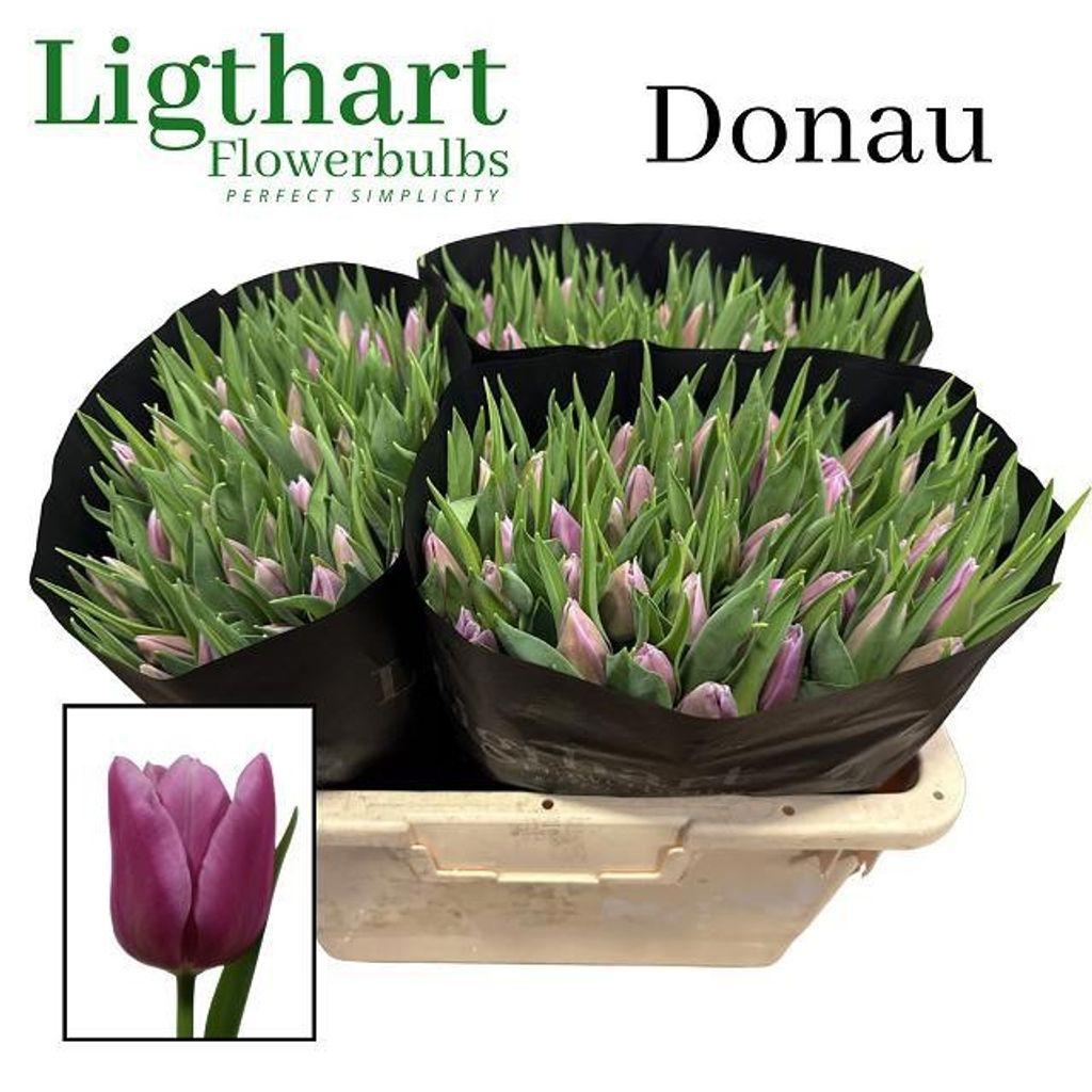 Срезанные цветы оптом Tulipa si donau от 150шт из Голландии с доставкой по России