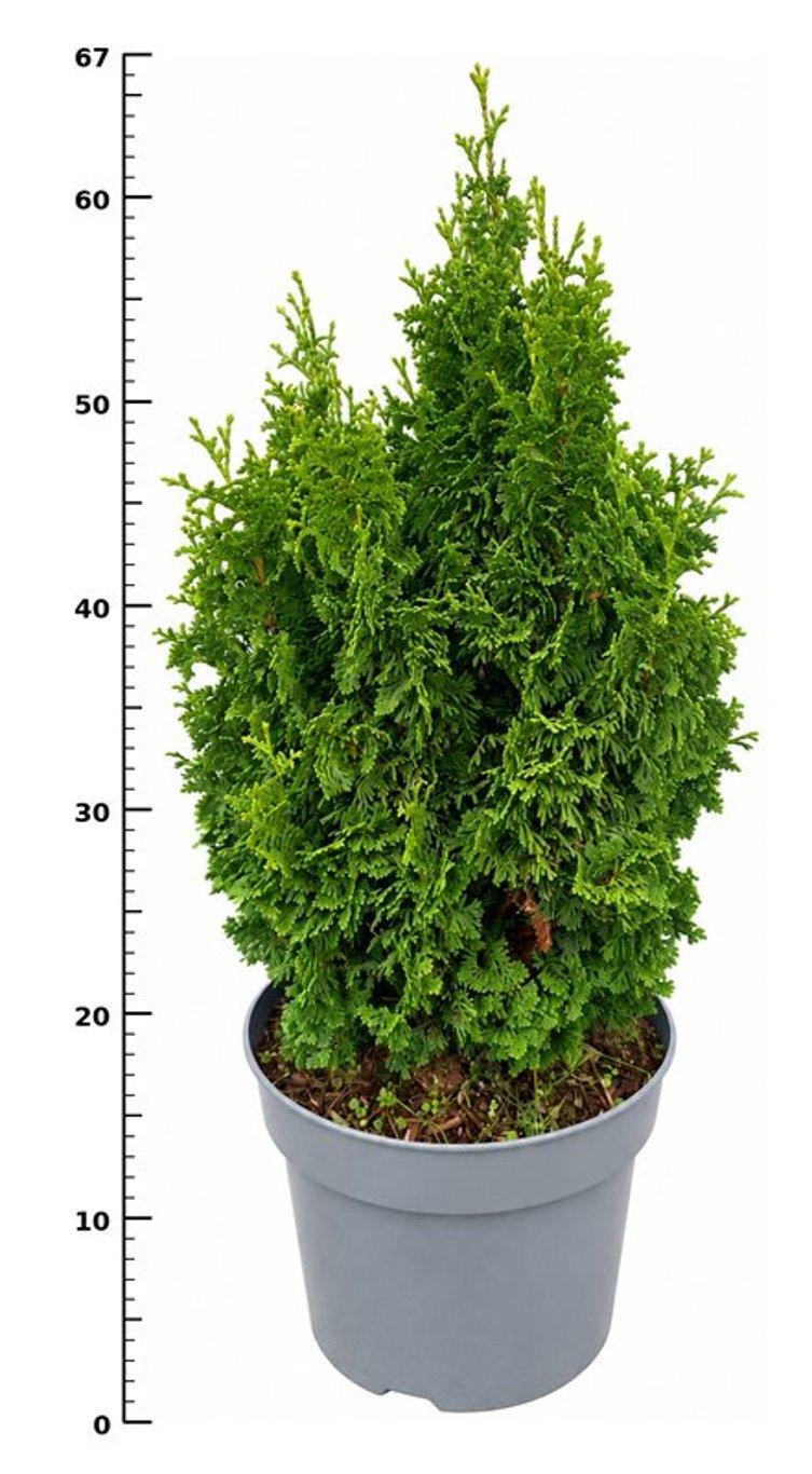 Горшечные цветы и растения оптом Thuja Occ. zmatlik от 1шт из Голландии с доставкой по России