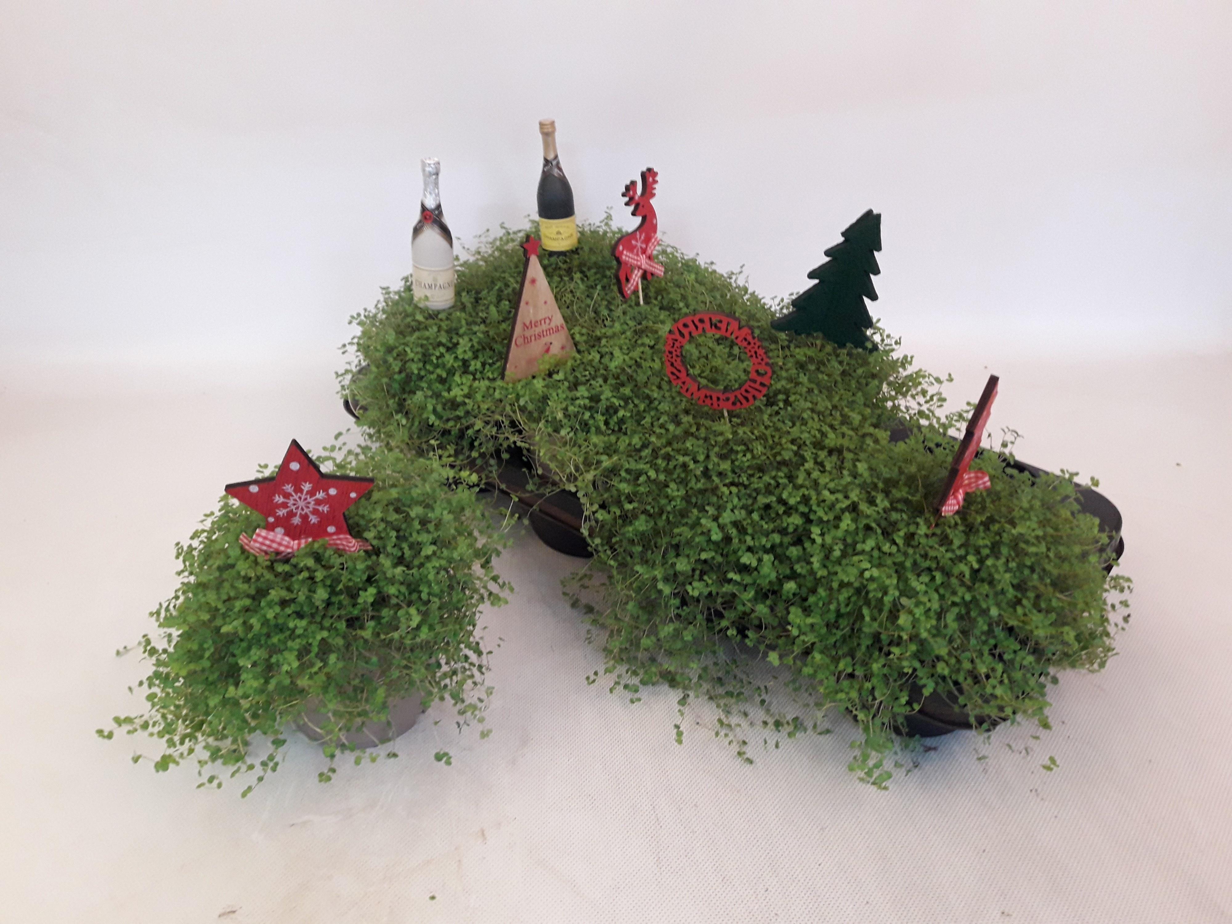 Горшечные цветы и растения оптом Solei Sol Groen от 8шт из Голландии с доставкой по России