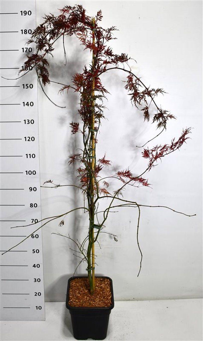 Горшечные цветы и растения оптом Acer Palm Inaba-shidare от 1шт из Голландии с доставкой по России