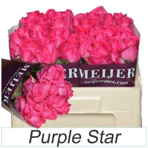 Срезанные цветы оптом Rosa large purple star от 50шт из Голландии с доставкой по России