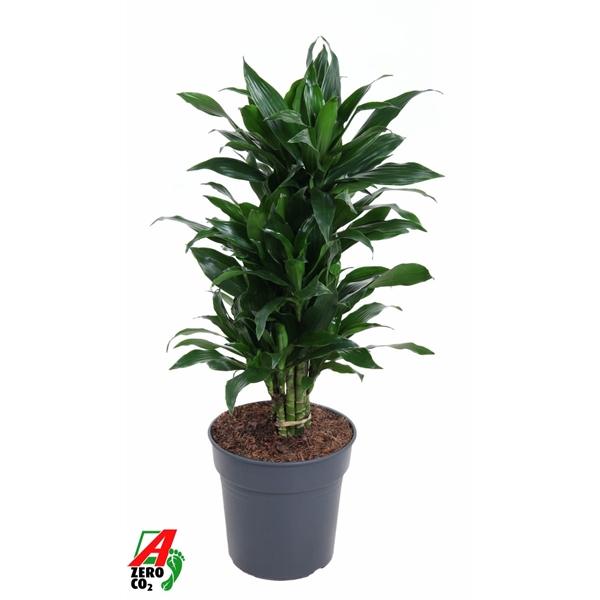 Горшечные цветы и растения оптом Drac Green Jewel Branched от 1шт из Голландии с доставкой по России