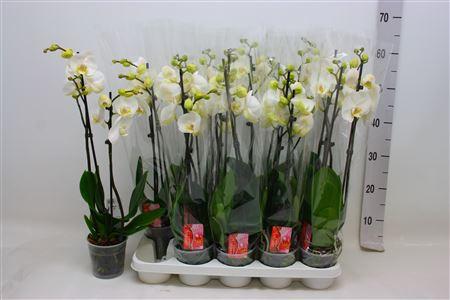 Горшечные цветы и растения оптом Phal F Snow Compass 2 Branches 14+ от 10шт из Голландии с доставкой по России