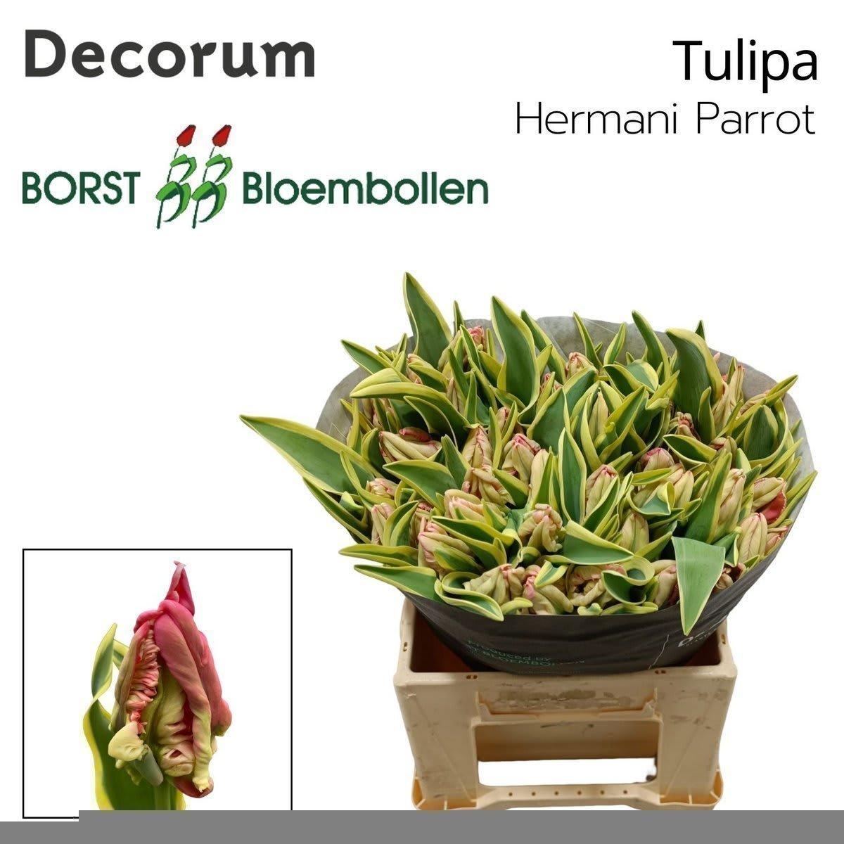 Срезанные цветы оптом Tulipa pa hermani parrot от 50шт из Голландии с доставкой по России