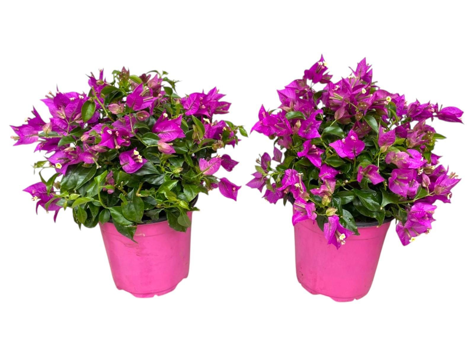 Горшечные цветы и растения оптом Bougainvillea Sanderiana Bush от 6шт из Голландии с доставкой по России