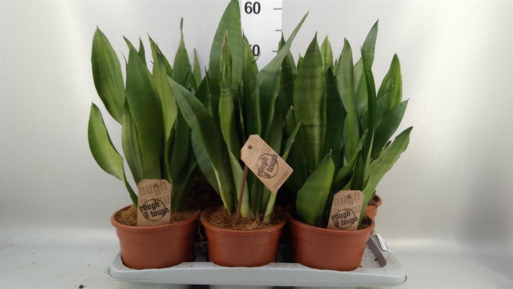 Горшечные цветы и растения оптом Sansevieria Trifa. moonshine от 6шт из Голландии с доставкой по России