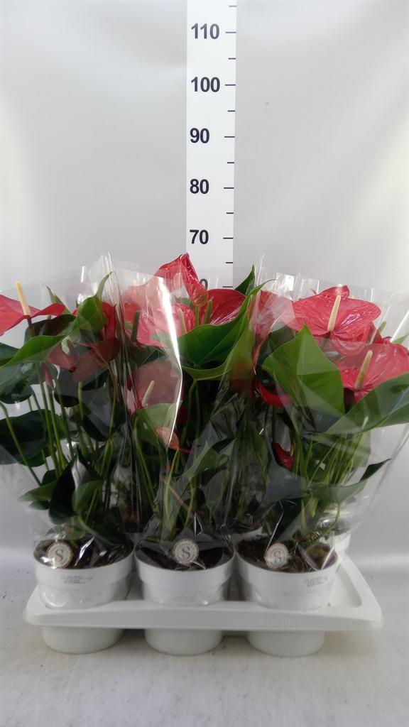 Горшечные цветы и растения оптом Anthurium Andr. red Champion от 6шт из Голландии с доставкой по России