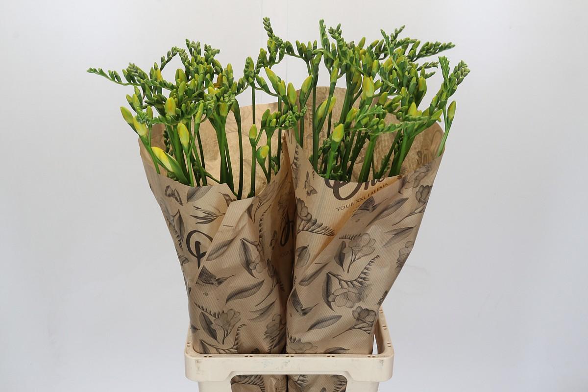 Срезанные цветы оптом Freesia one yellow XXL от 50шт из Голландии с доставкой по России