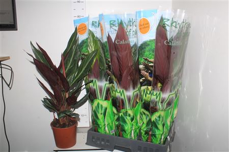 Горшечные цветы и растения оптом Strom Sa Stripestar P17 от 6шт из Голландии с доставкой по России