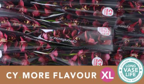 Срезанные цветы оптом Cymbidium red cherry-o от 9шт из Голландии с доставкой по России