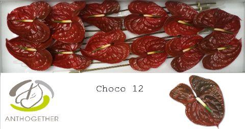 Срезанные цветы оптом Anthurium choco от 10шт. из Голландии с доставкой по России