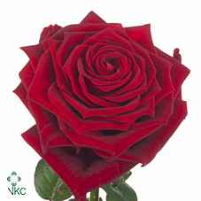 Срезанные цветы оптом Rosa la red naomi! Magna Porta Nova от 40шт из Голландии с доставкой по России