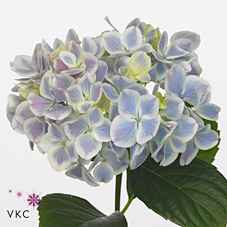 Срезанные цветы оптом Hydrangea peppermint от 10шт из Голландии с доставкой по России