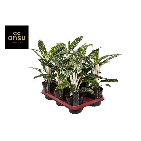 Горшечные цветы и растения оптом Aglaonema Ivy Green от 6шт из Голландии с доставкой по России