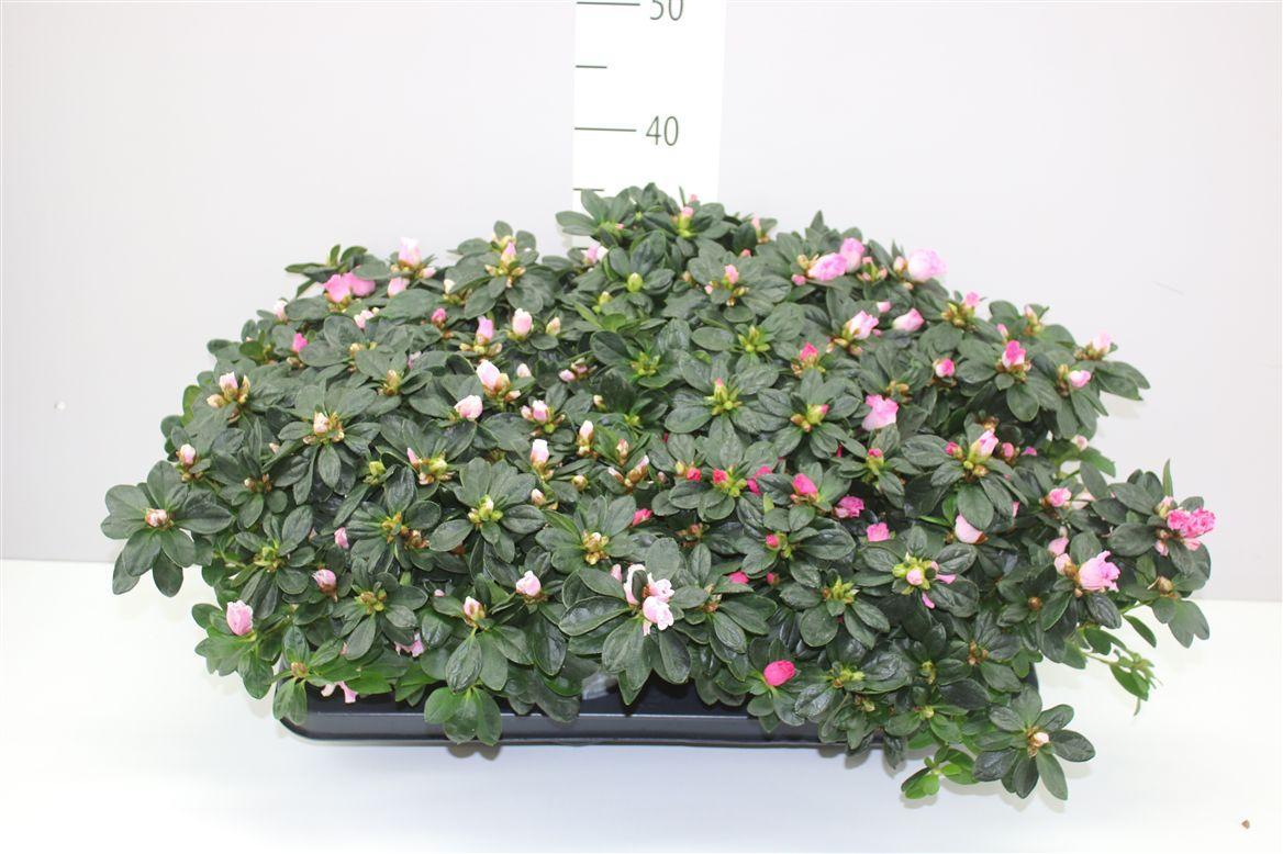 Горшечные цветы и растения оптом Rhododendron Si Gemengd от 8шт из Голландии с доставкой по России