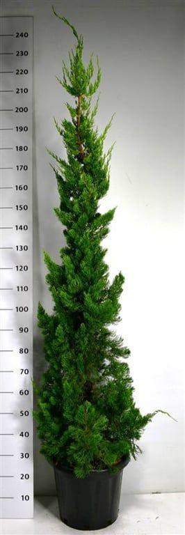 Горшечные цветы и растения оптом Juniperus Chin Kaizuka от 1шт из Голландии с доставкой по России