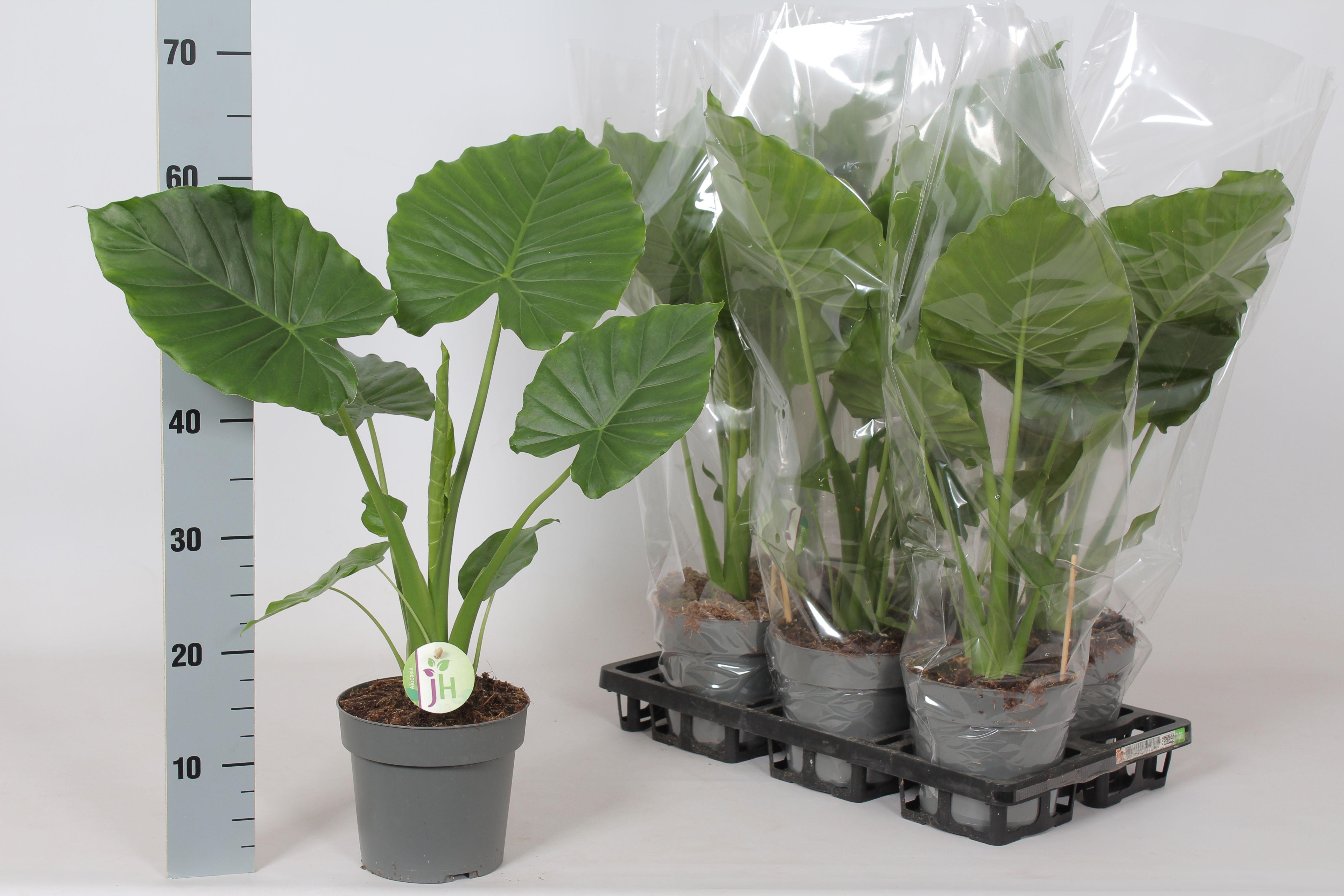 Горшечные цветы и растения оптом Aloc Gageana от 6шт (для телеги) из Голландии с доставкой по России