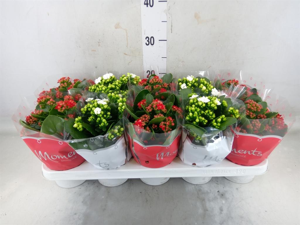 Горшечные цветы и растения оптом Kalanchoe Blos.   ..rosebud Mix  2 от 10шт из Голландии с доставкой по России