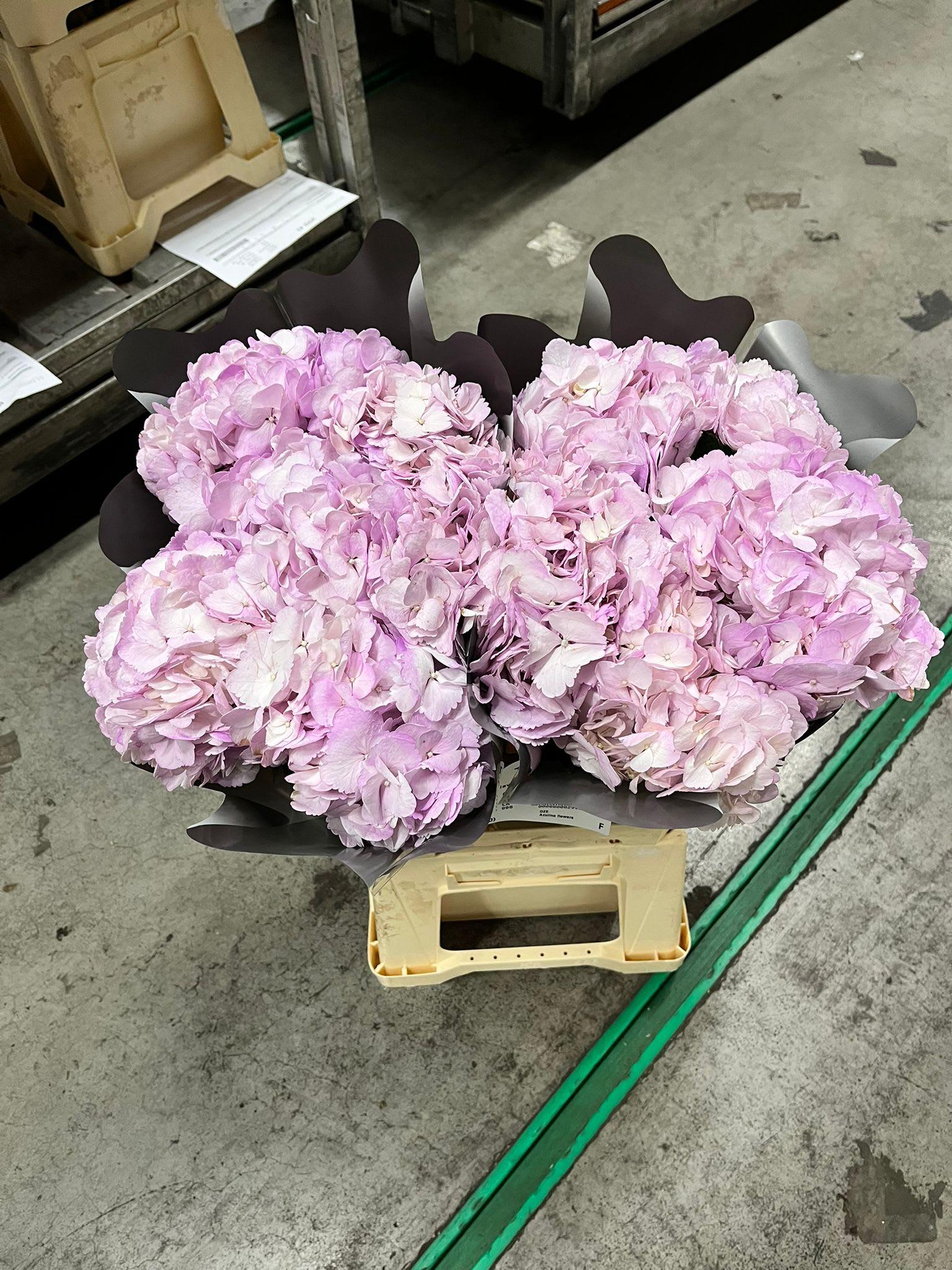 Срезанные цветы оптом Hydrangea lavendel от 30шт из Голландии с доставкой по России