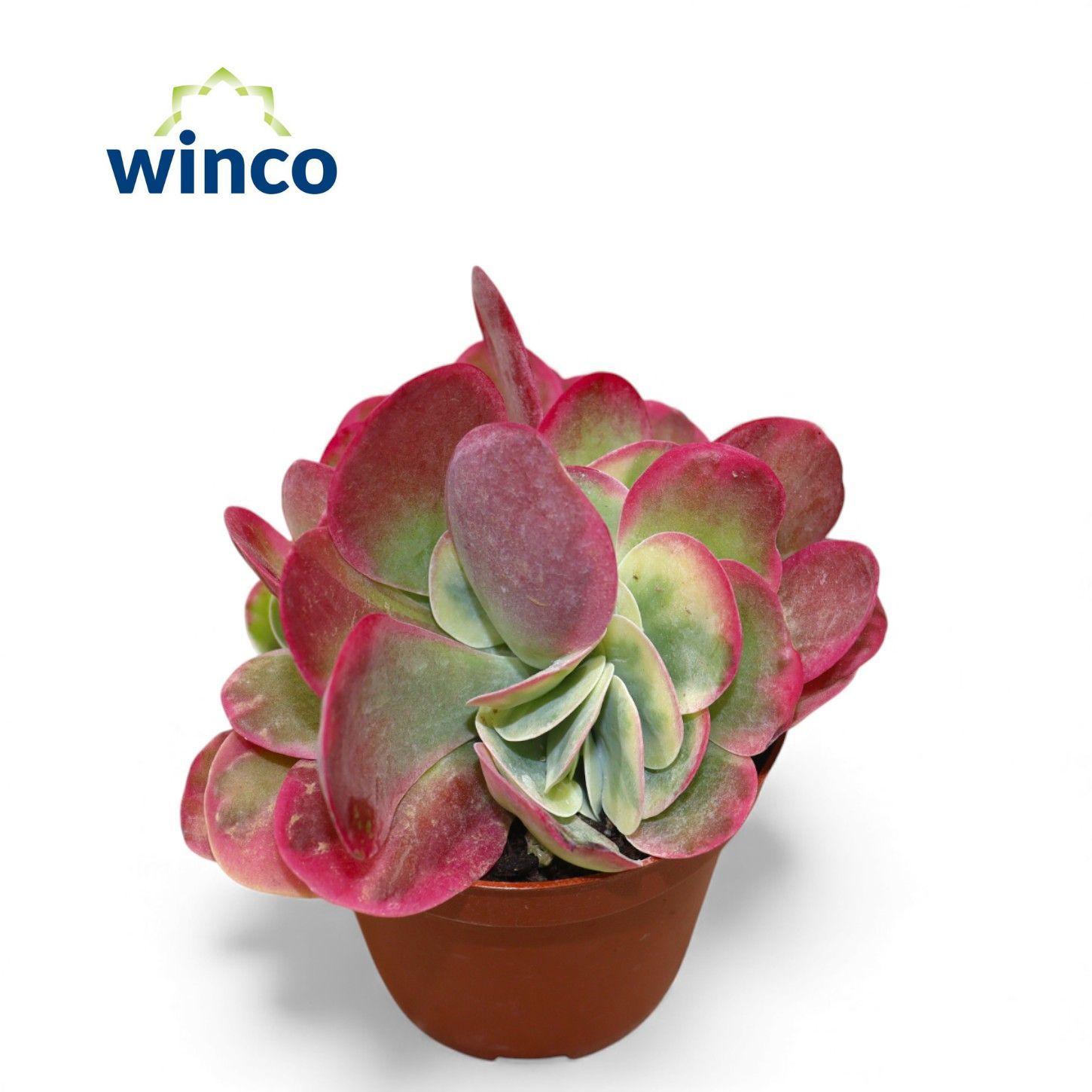 Горшечные цветы и растения оптом Kalanchoe Thyrsifl от 18шт (для телеги) из Голландии с доставкой по России