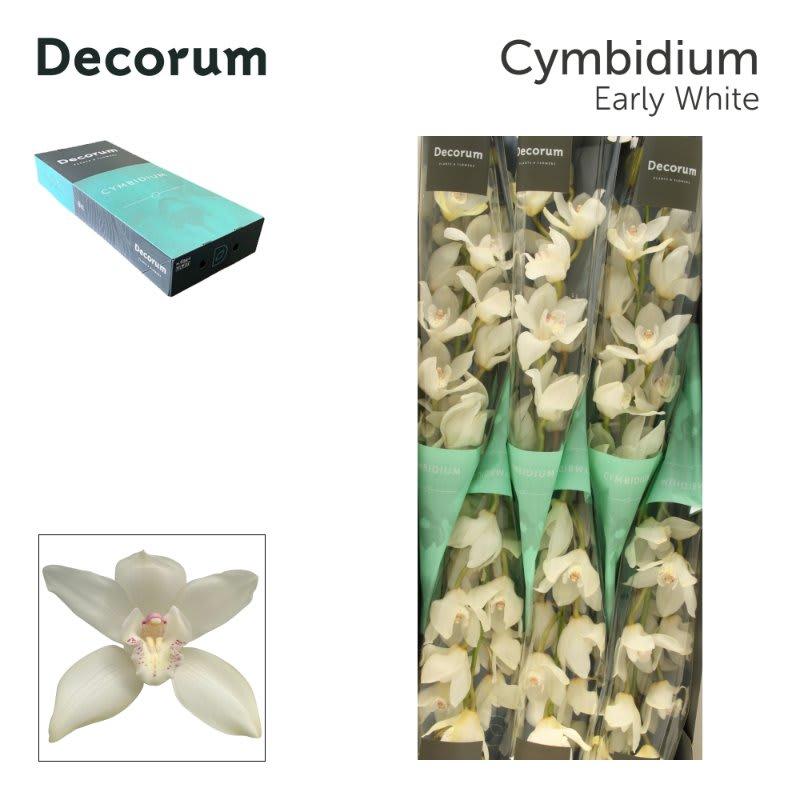 Срезанные цветы оптом Cymbidium white winterbird от 6шт из Голландии с доставкой по России
