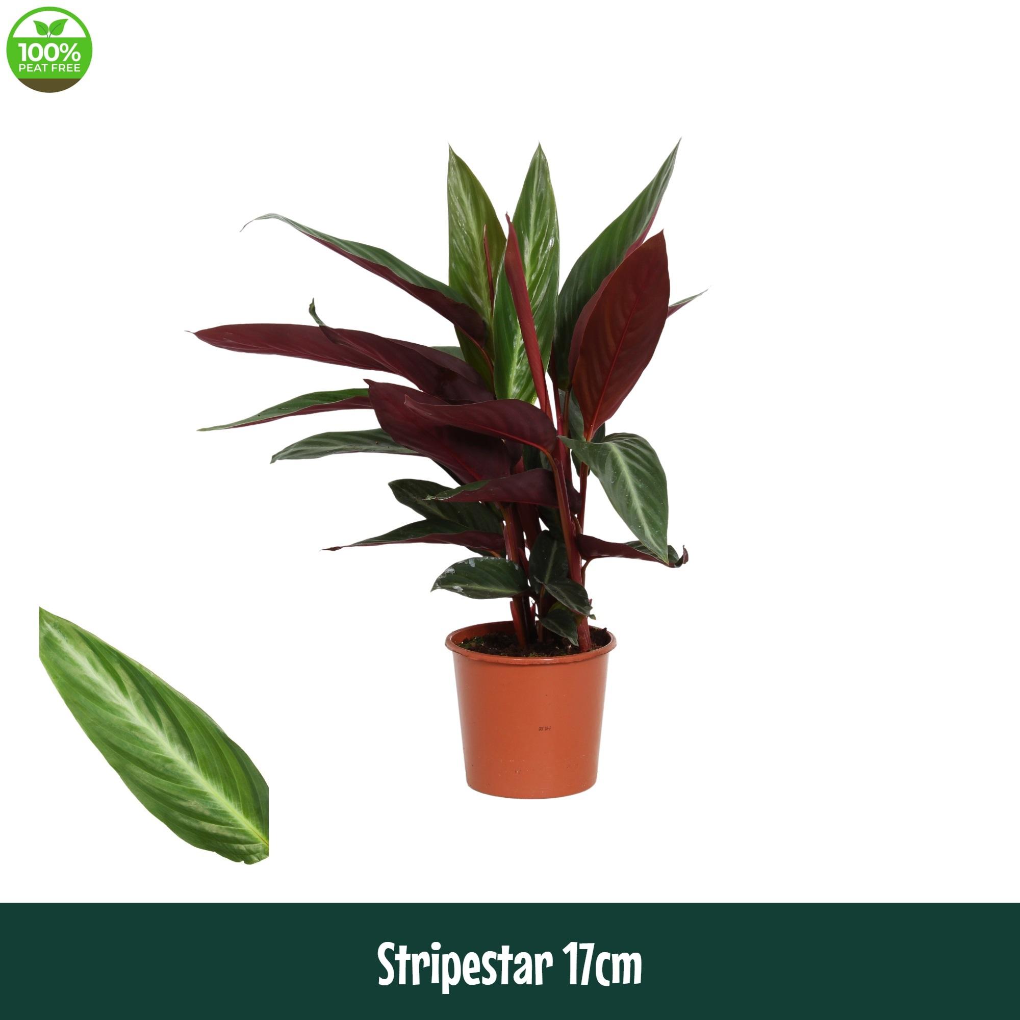 Горшечные цветы и растения оптом Calathea Stripestar Living от 6шт из Голландии с доставкой по России