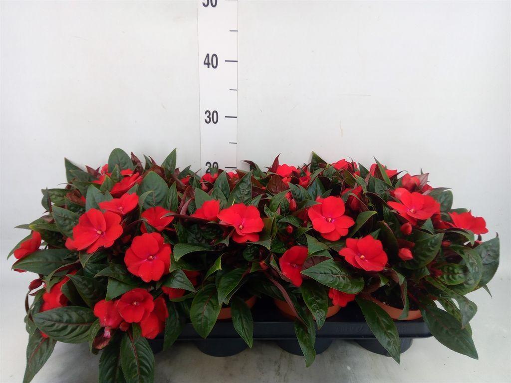 Горшечные цветы и растения оптом Impatiens Ng   ... от 8шт из Голландии с доставкой по России