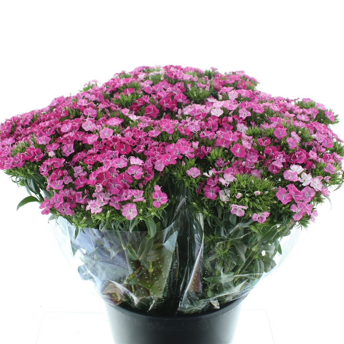 Срезанные цветы оптом Dianthus br amazone pink magic от 100шт из Голландии с доставкой по России