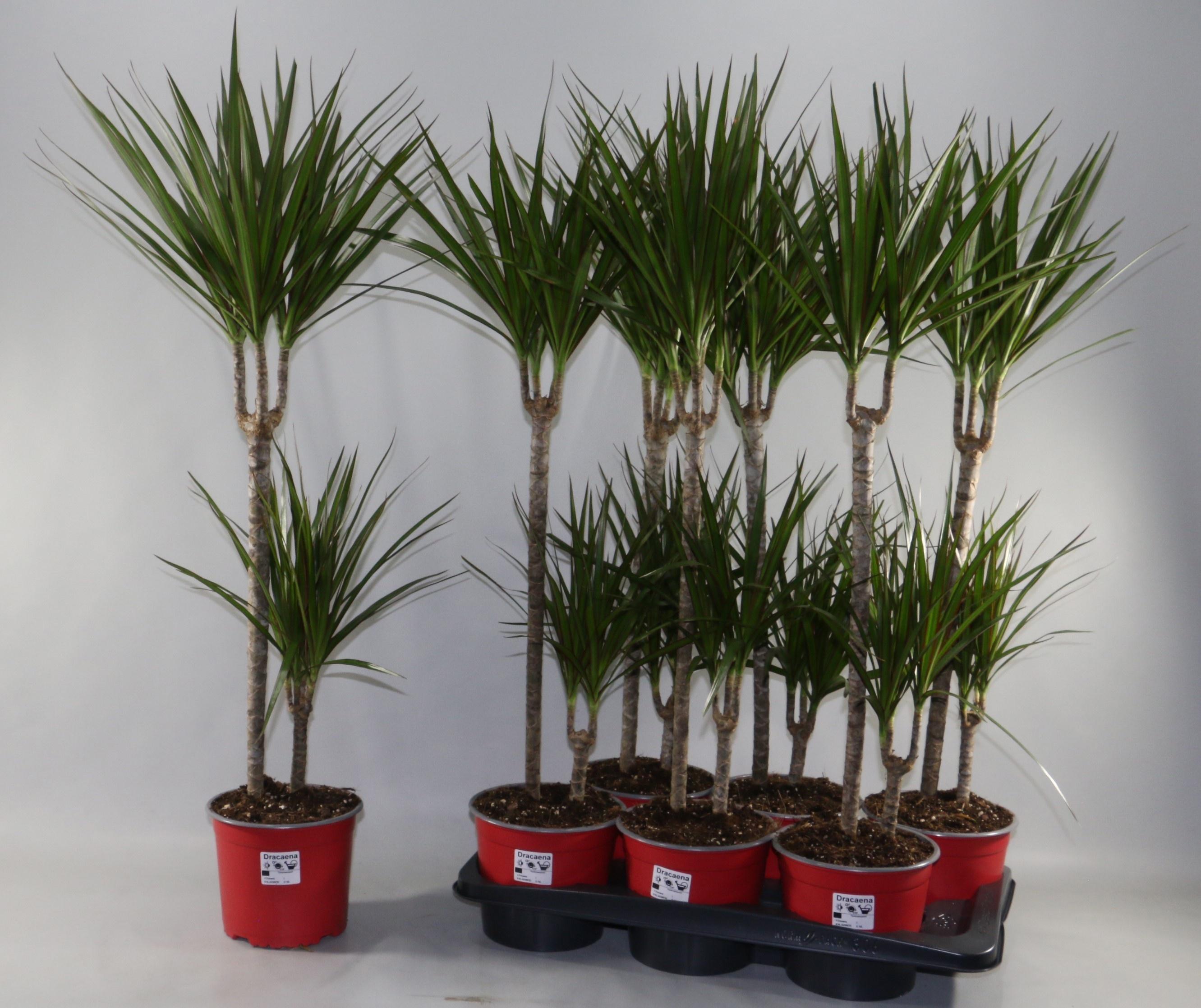 Горшечные цветы и растения оптом Dra Marginata от 6шт из Голландии с доставкой по России