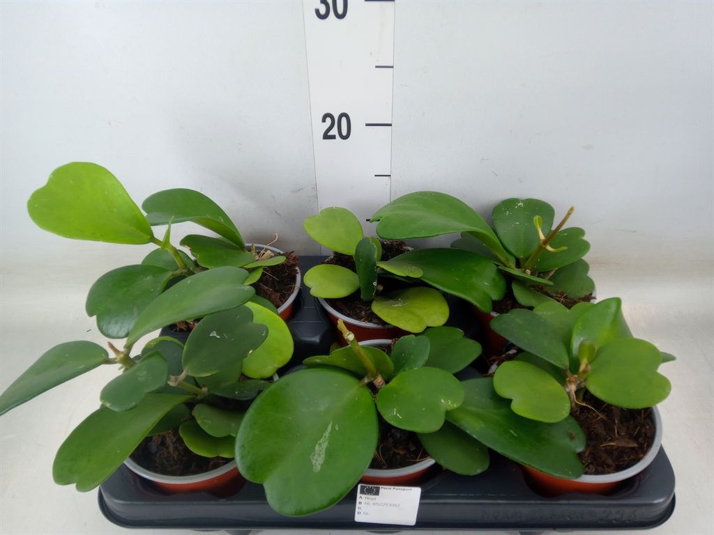 Горшечные цветы и растения оптом Hoya Kerrii от 6шт из Голландии с доставкой по России