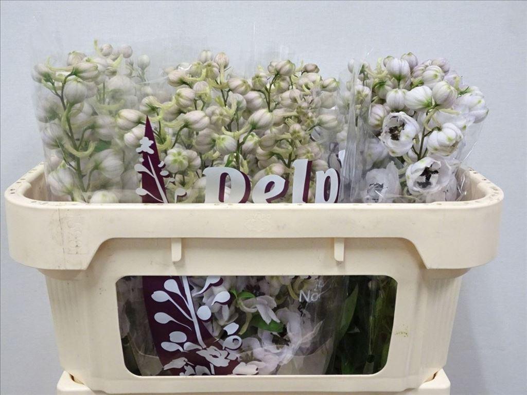 Срезанные цветы оптом Delphinium el du dewi spijker от 30шт из Голландии с доставкой по России