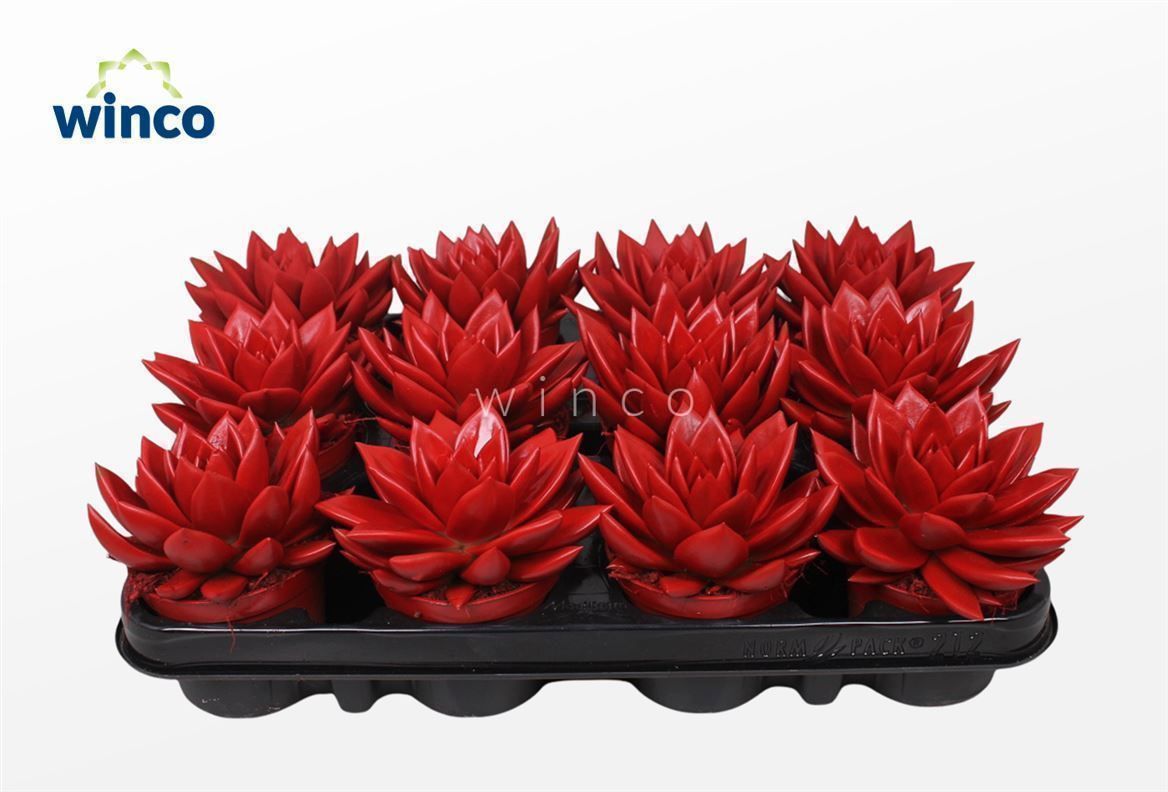 Горшечные цветы и растения оптом Echeveria Agavoides Paint Red от 12шт (для телеги) из Голландии с доставкой по России